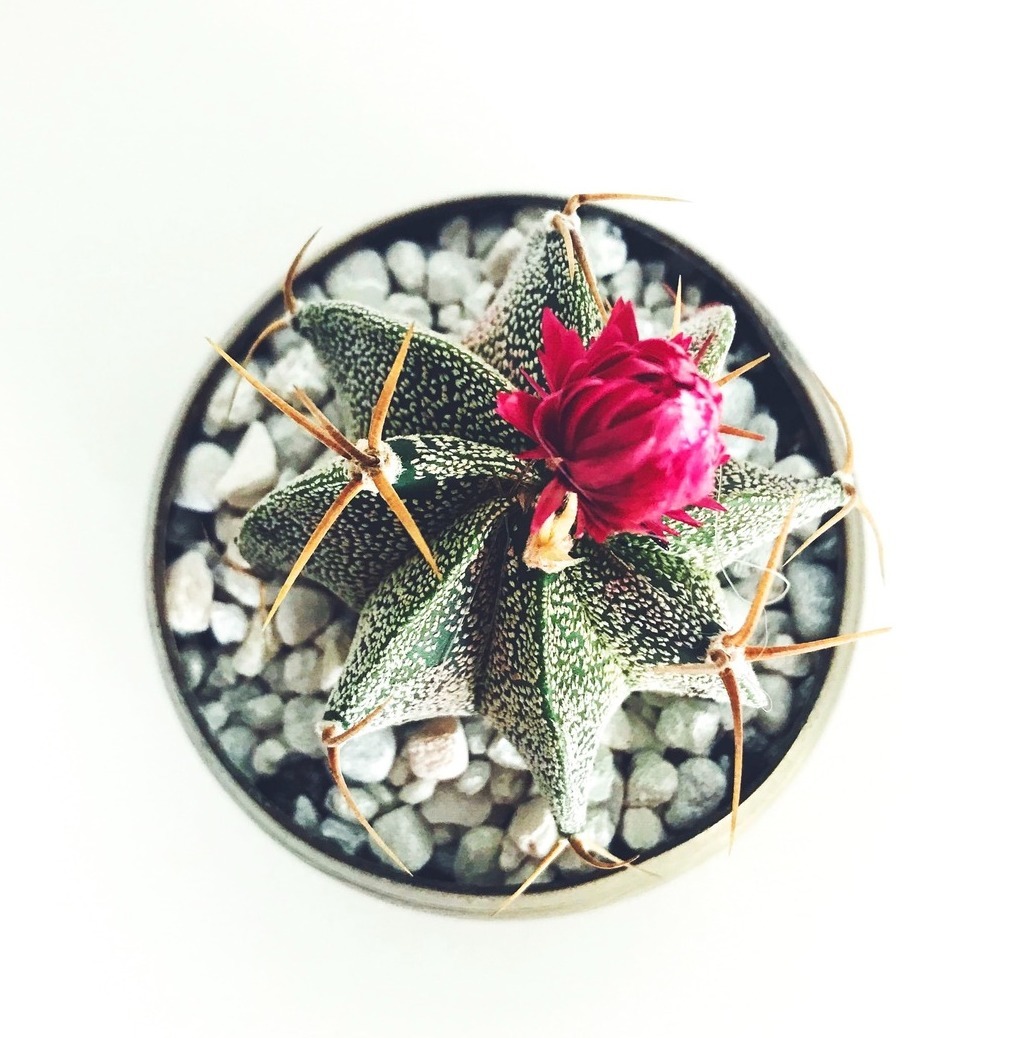 Описание изображения